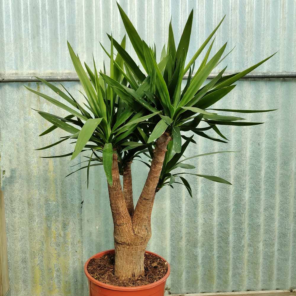 yucca elephantipes pianta