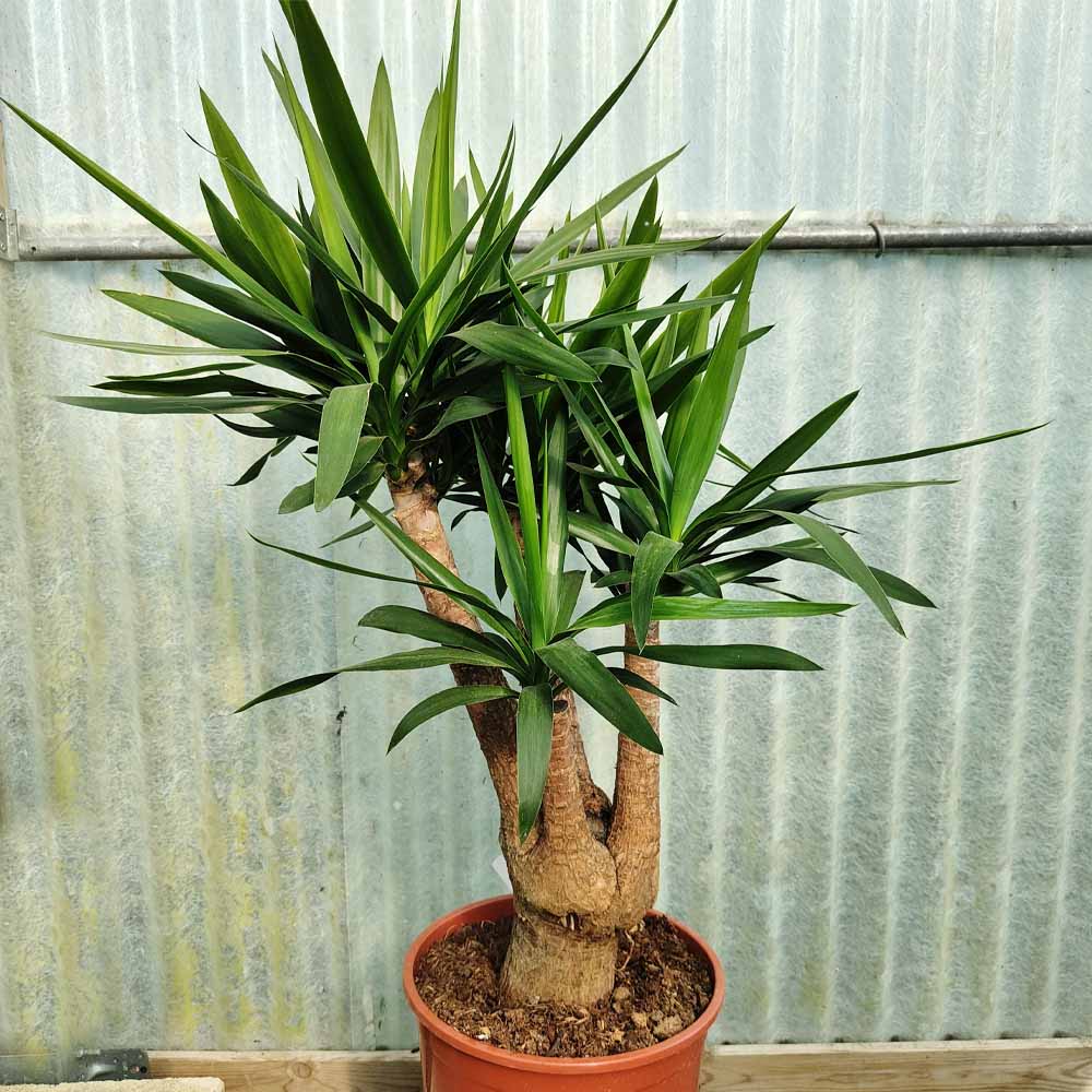 yucca elephantipes pianta grassa