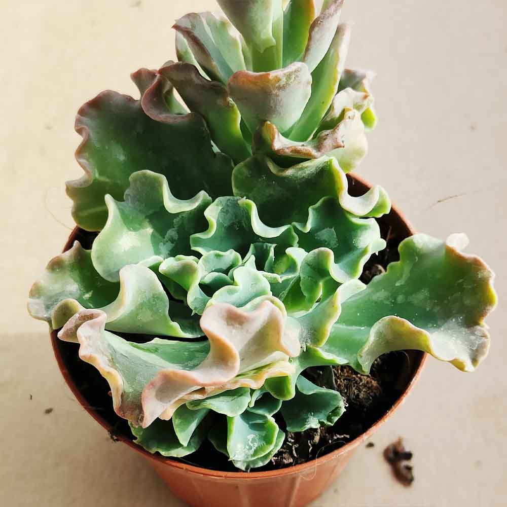 Echeveria Curly locks pianta grassa