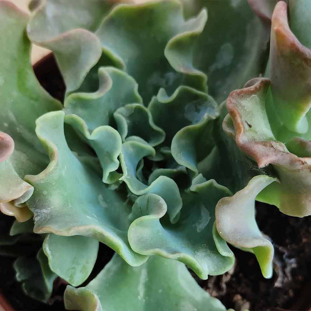 Echeveria Curly locks pianta