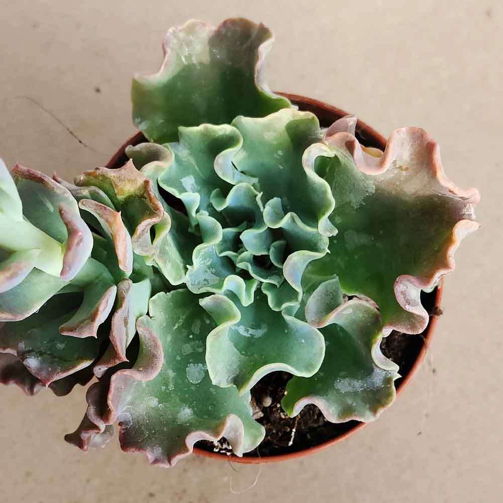 Echeveria 'Curly locks'