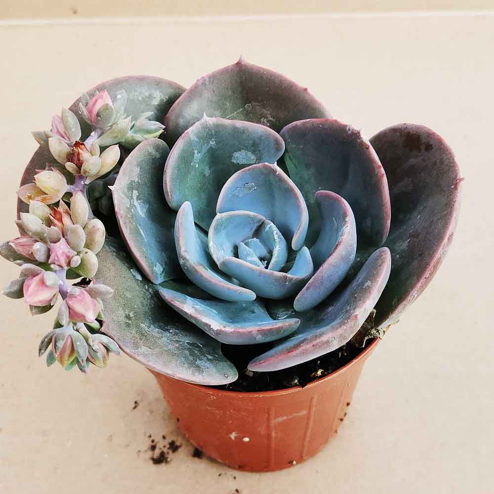 Echeveria dusty rose