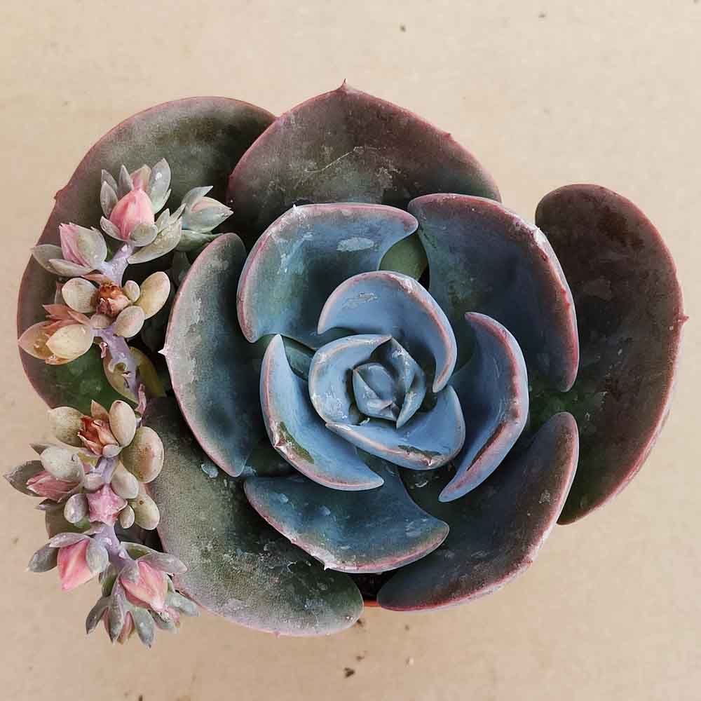 Echeveria dusty rose pianta
