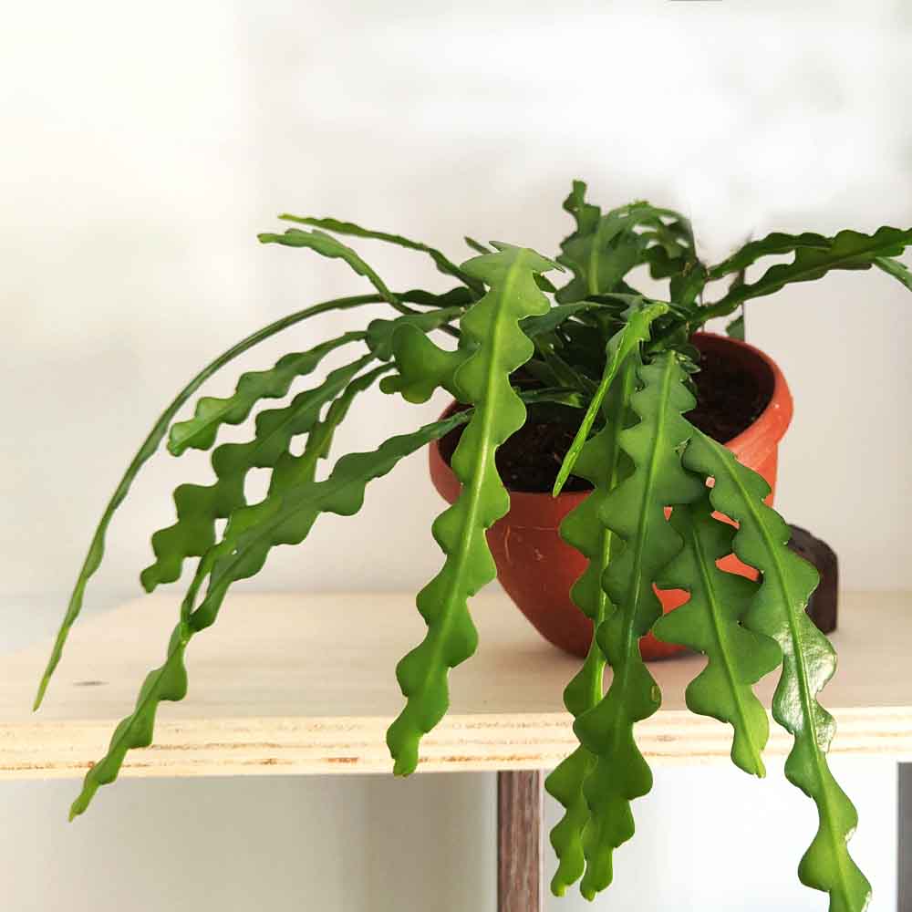 Epiphyllum anguliger