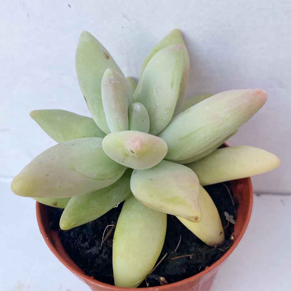 Pachyveria werdermannii pianta