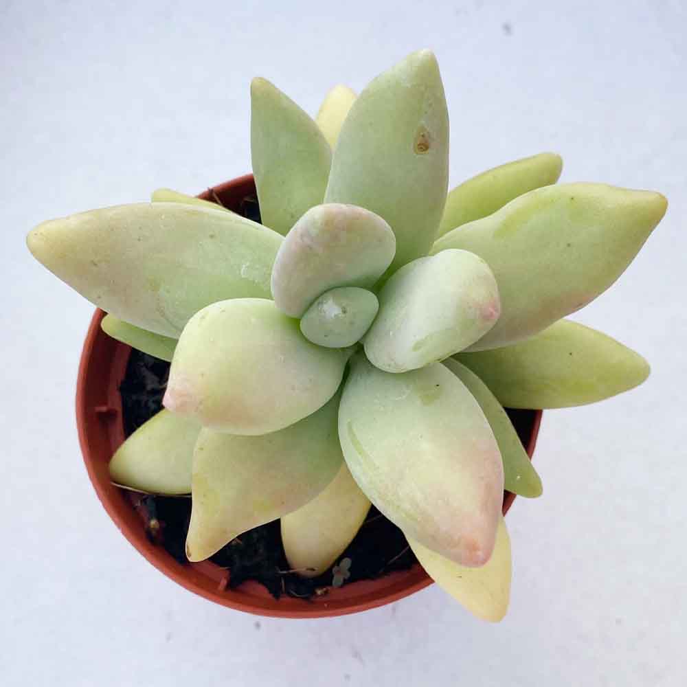 Pachyveria werdermannii