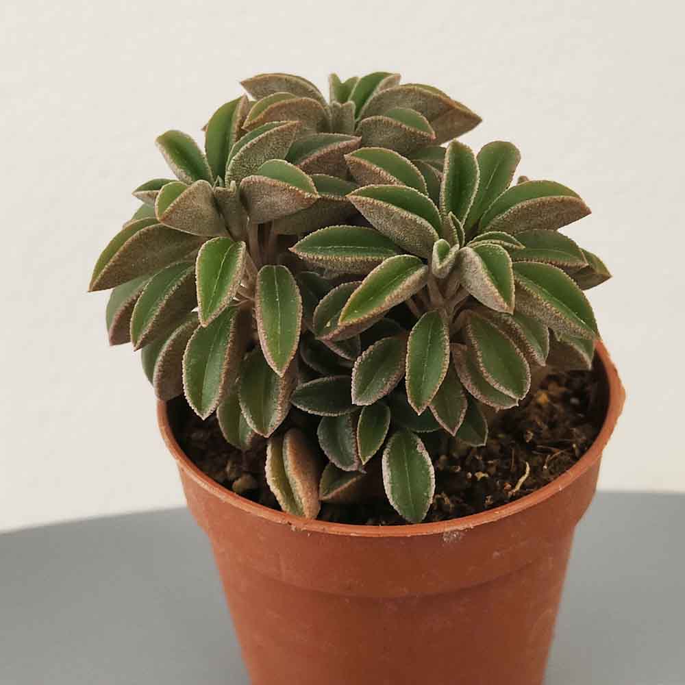Peperomia dolabriformis var. glaucescens