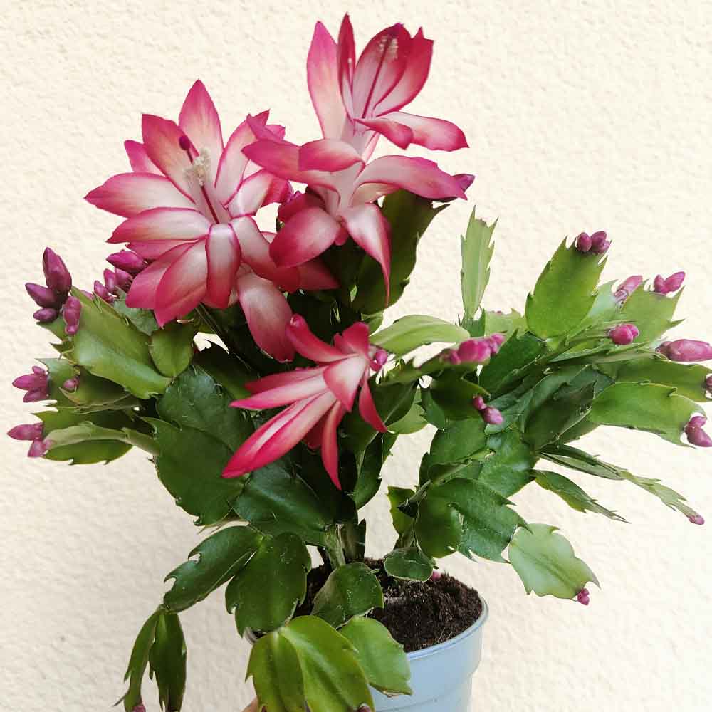 SCHLUMBERGERA Zaraika fiore