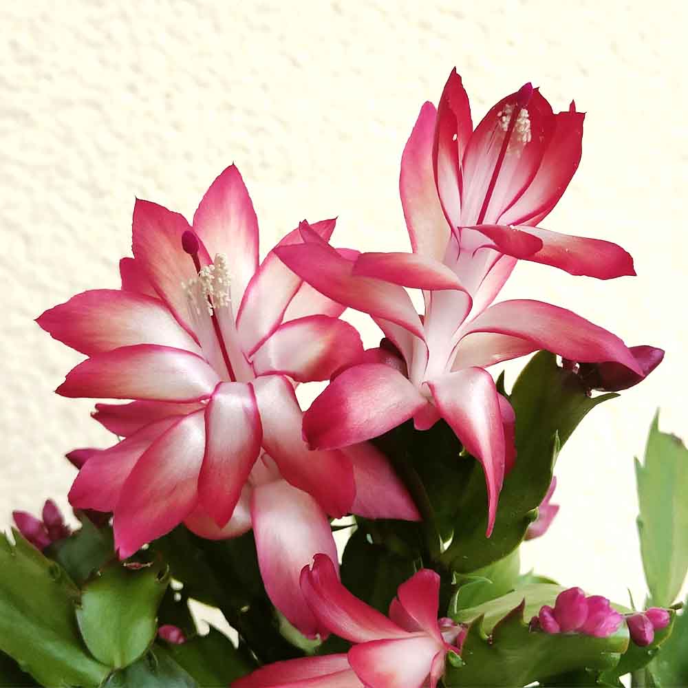 SCHLUMBERGERA Zaraika