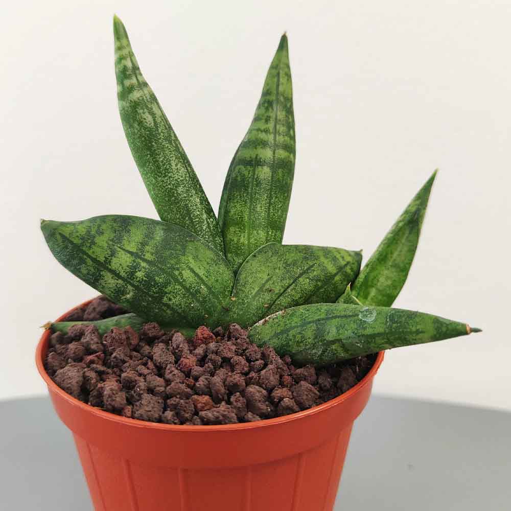 Sansevieria cilindrica boncellesis