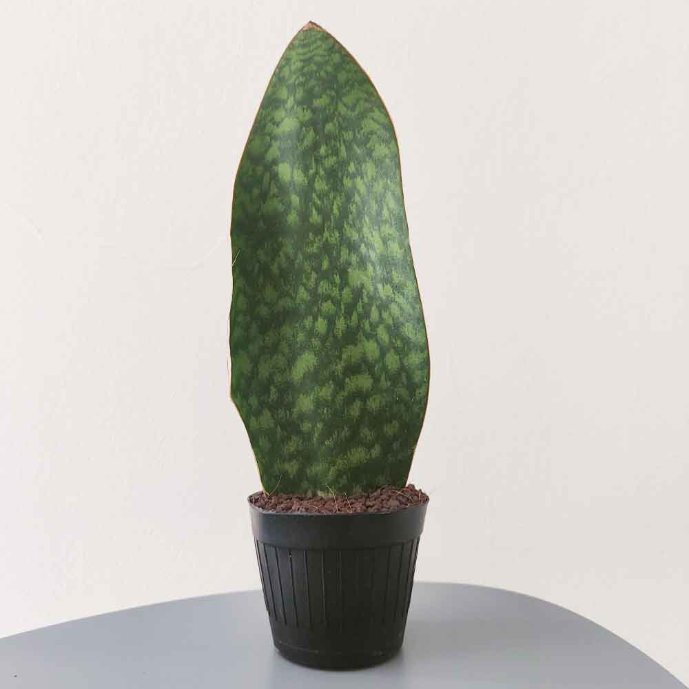 Sansevieria masoniana