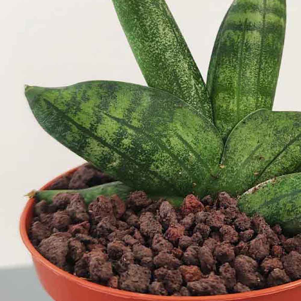 Sansevieria ventaglio