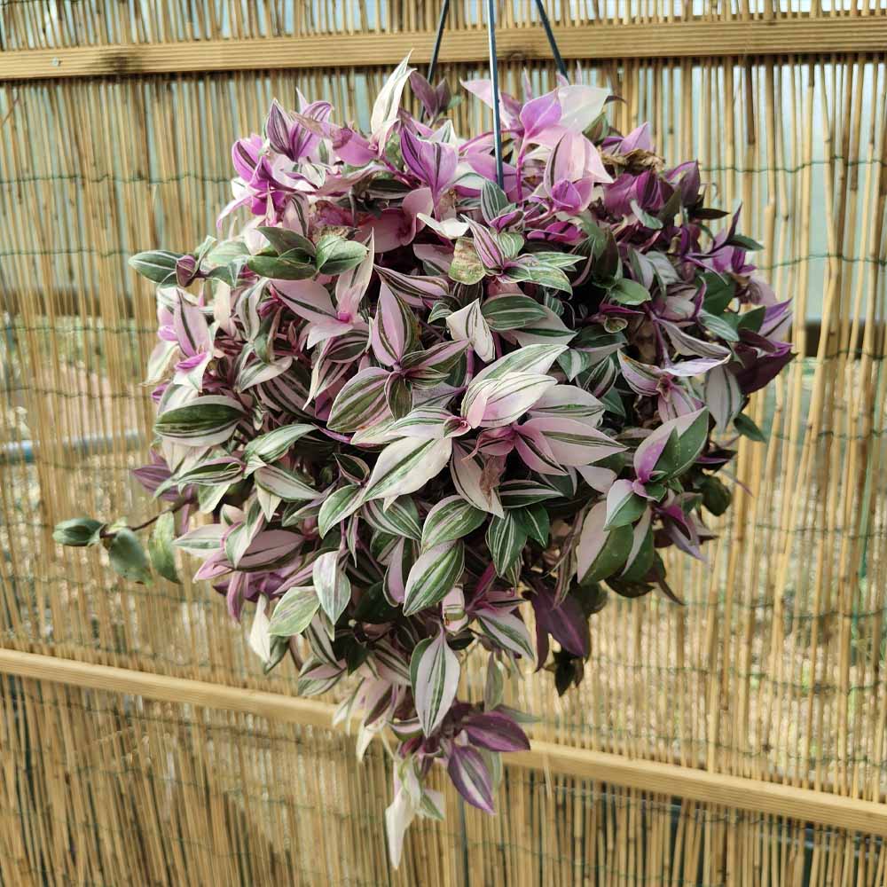 Tradescantia “Quadricolor” pianta
