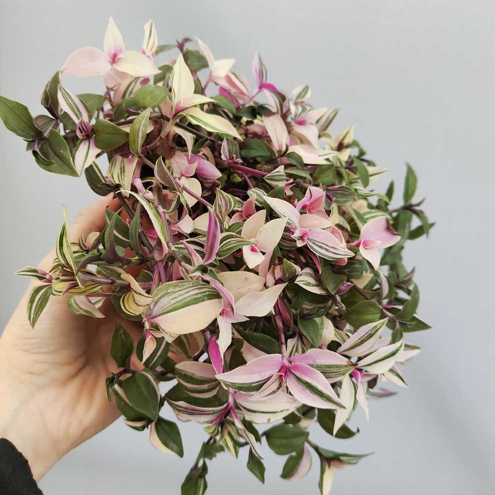 Tradescantia “Quadricolor”