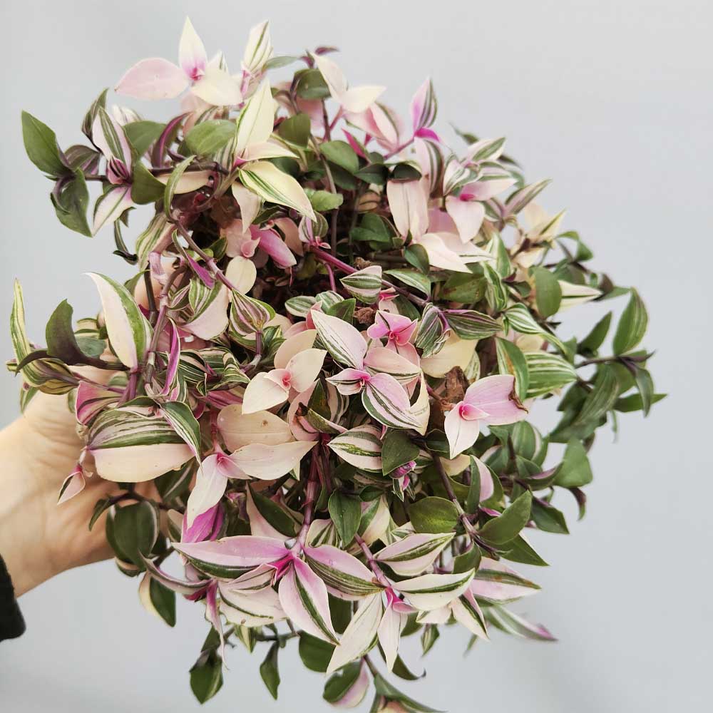 Tradescantia fluminensis “Quadricolor”