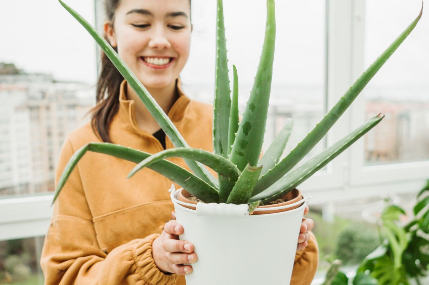 Coltivazione aloe vera