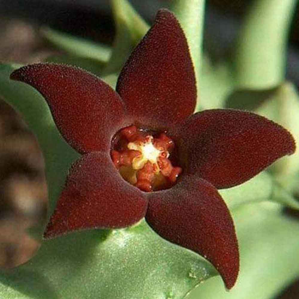 caralluma hesperidum fiore