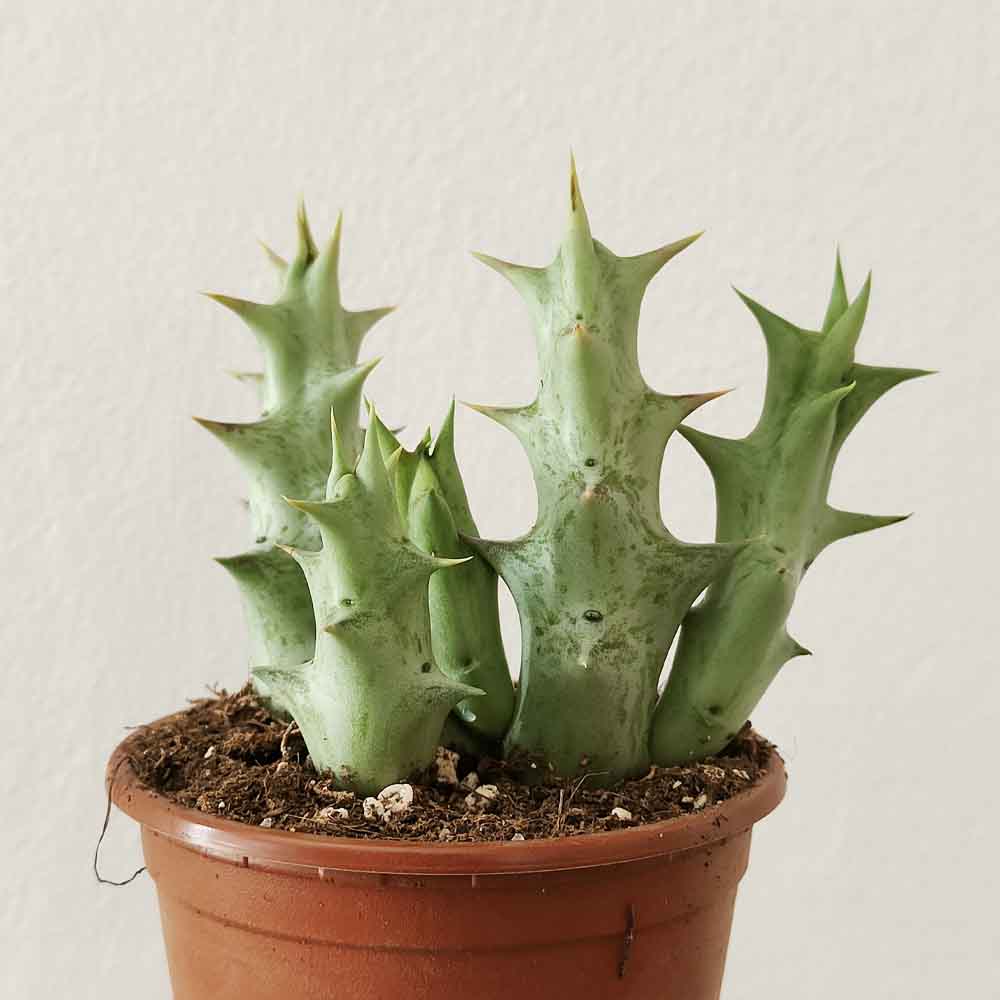 caralluma hesperidum