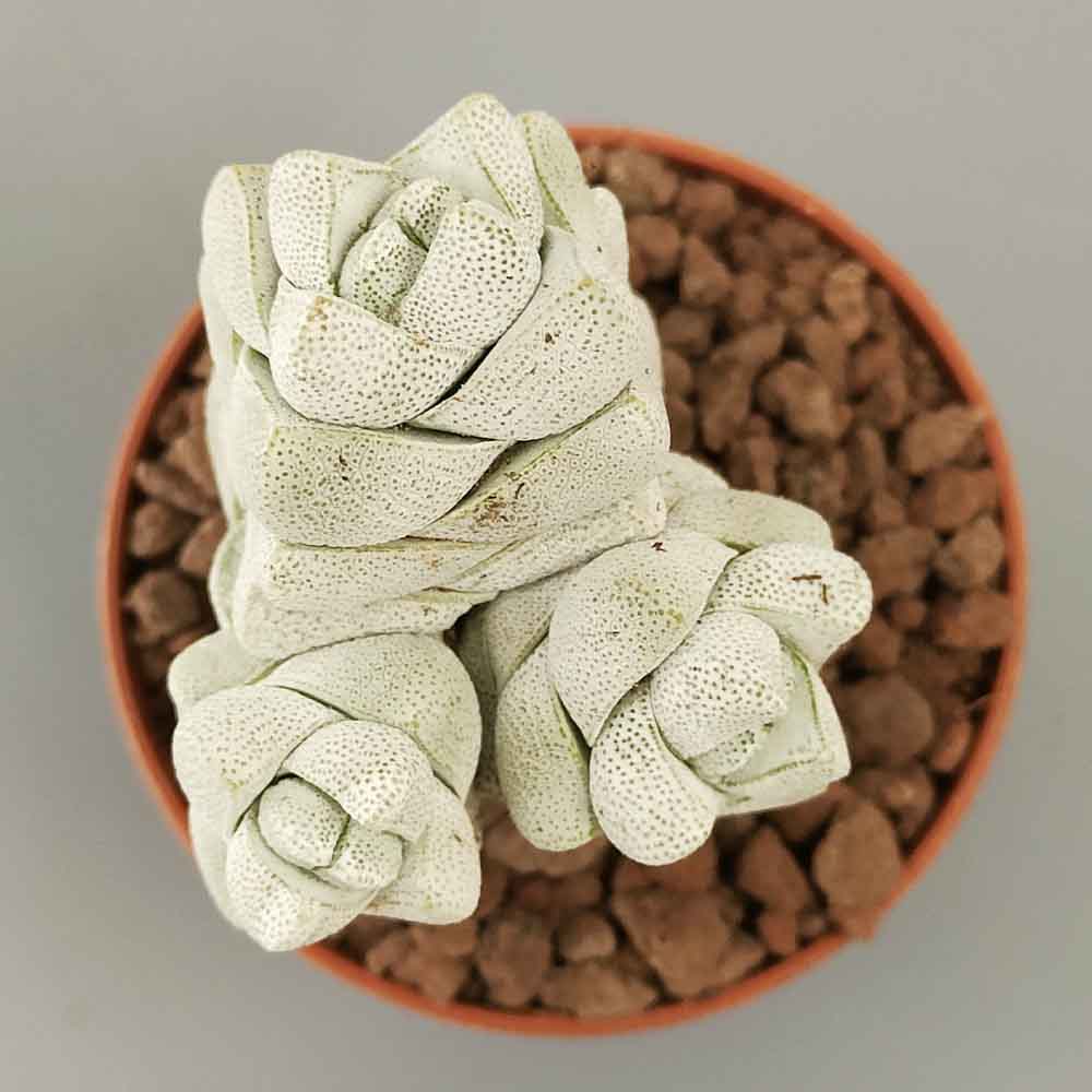 crassula deceptor pianta