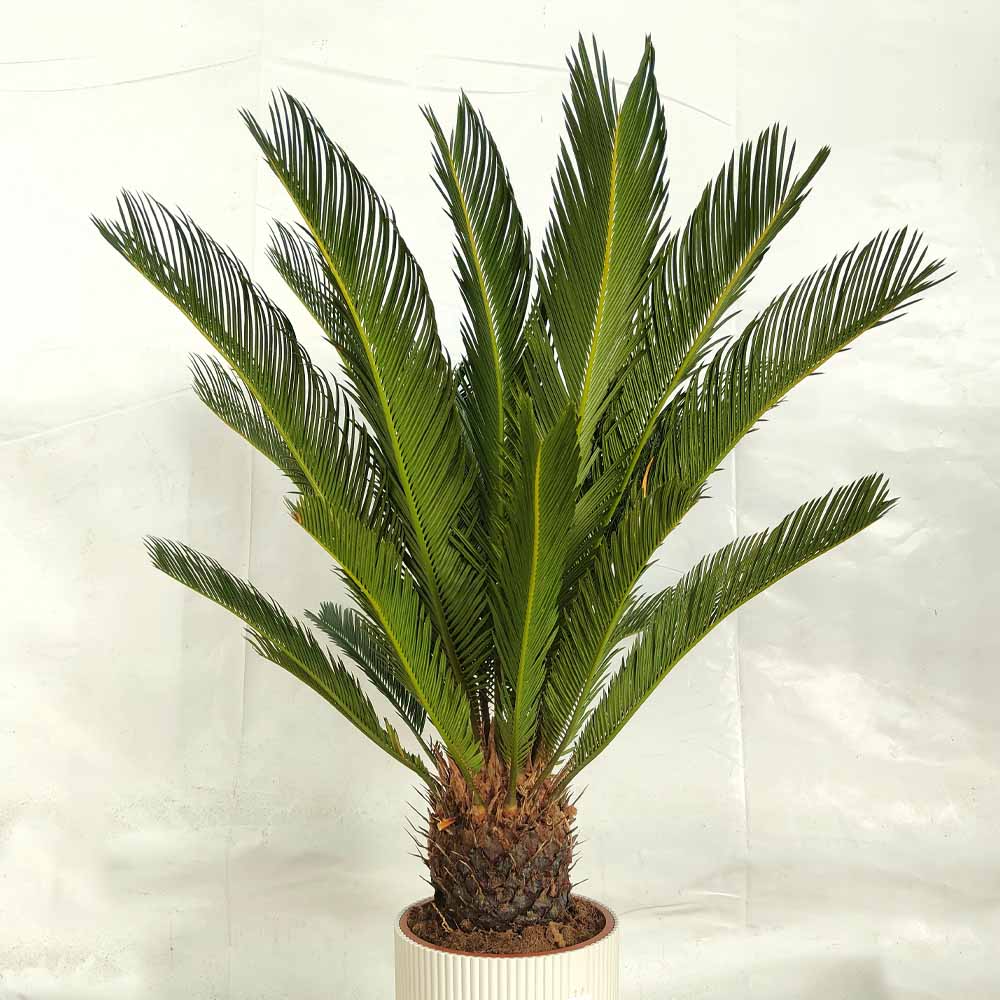cycas revoluta pianta fossile