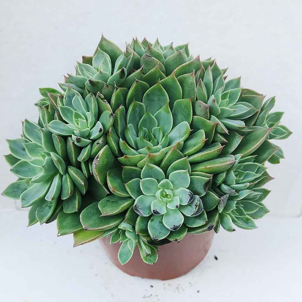 echeveria SECUNDA pianta