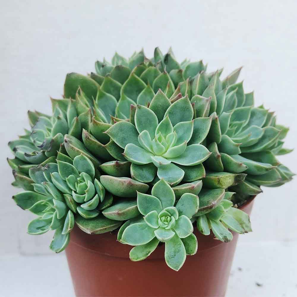 echeveria SECUNDA