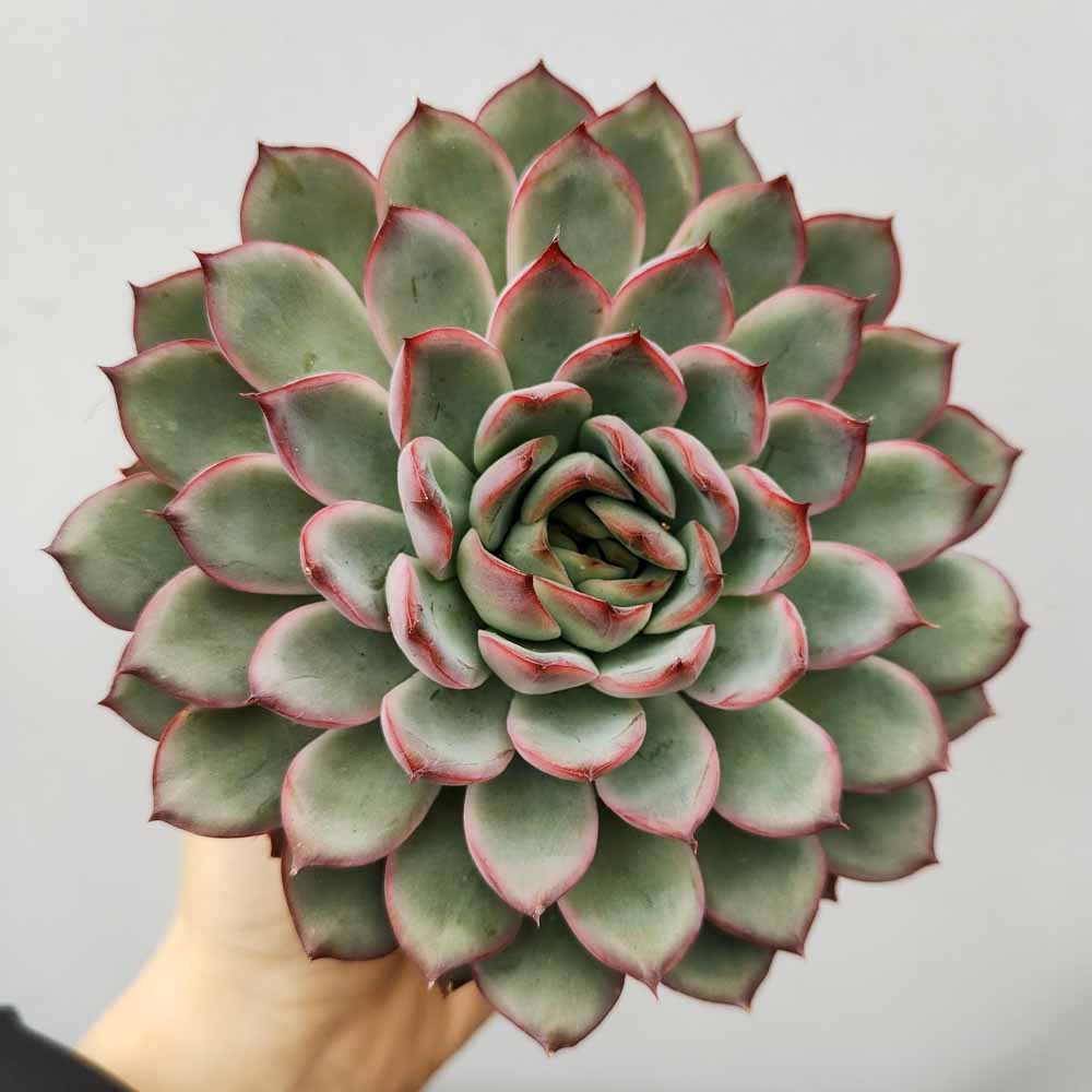 echeveria apus pianta