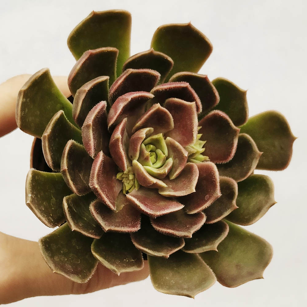 echeveria brown rose cactus