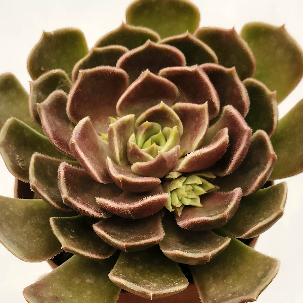 echeveria brown rose pianta grassa