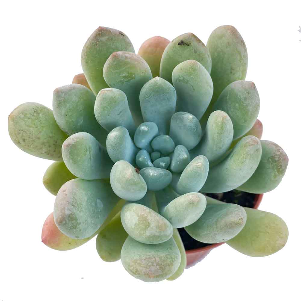 echeveria cana pianta