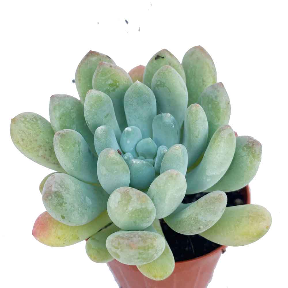 echeveria cana