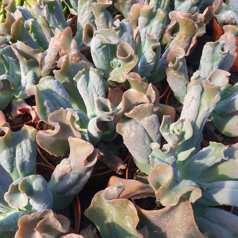 echeveria culibra pianta