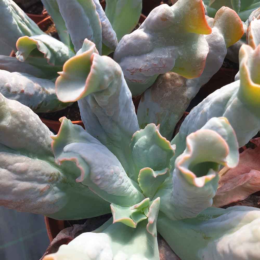 echeveria culibra