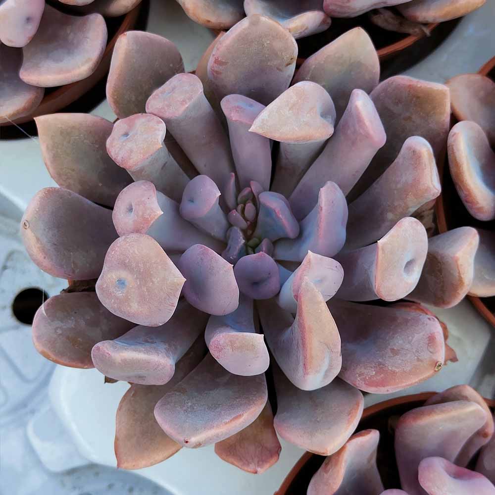 echeveria cupido