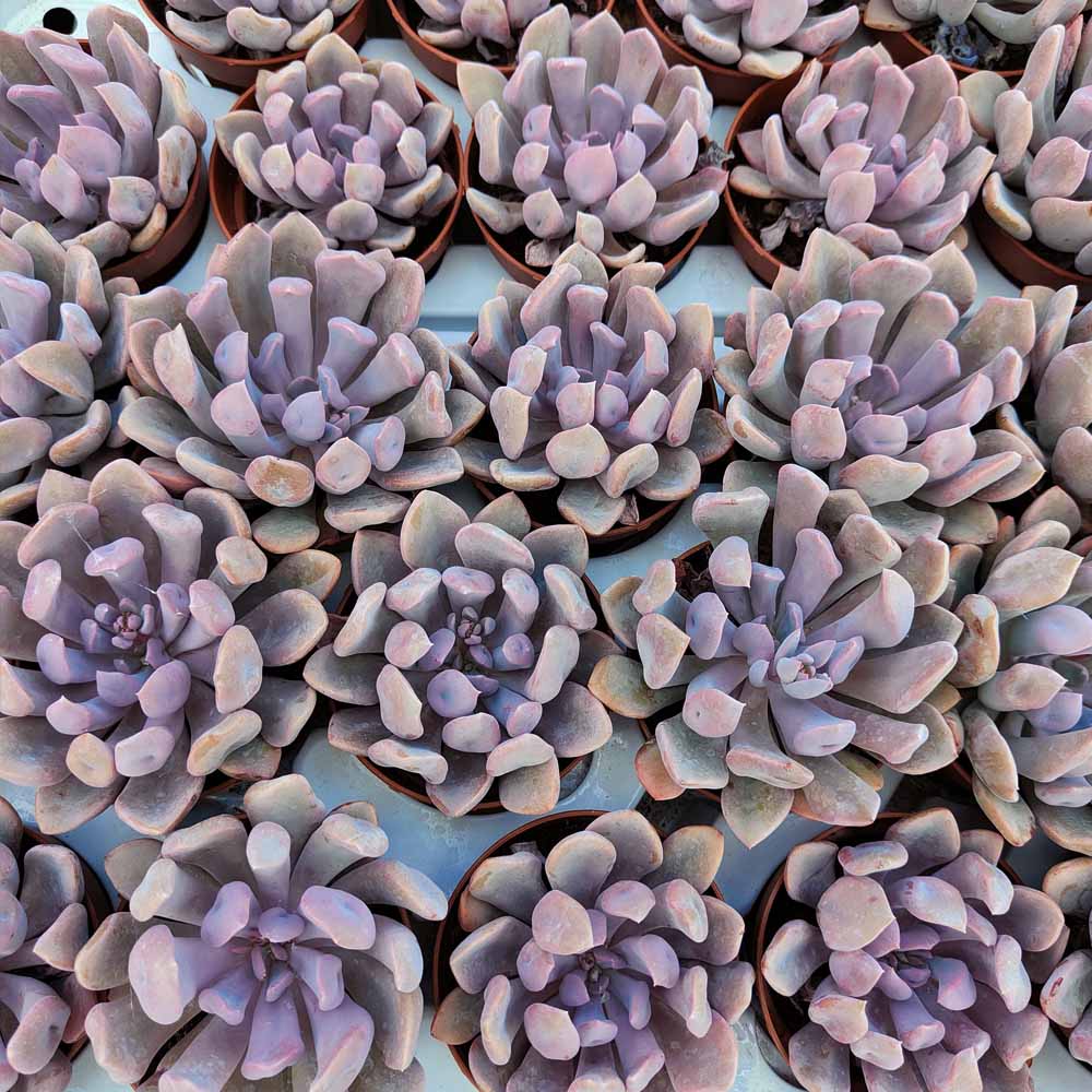 echeveria cupido pianta