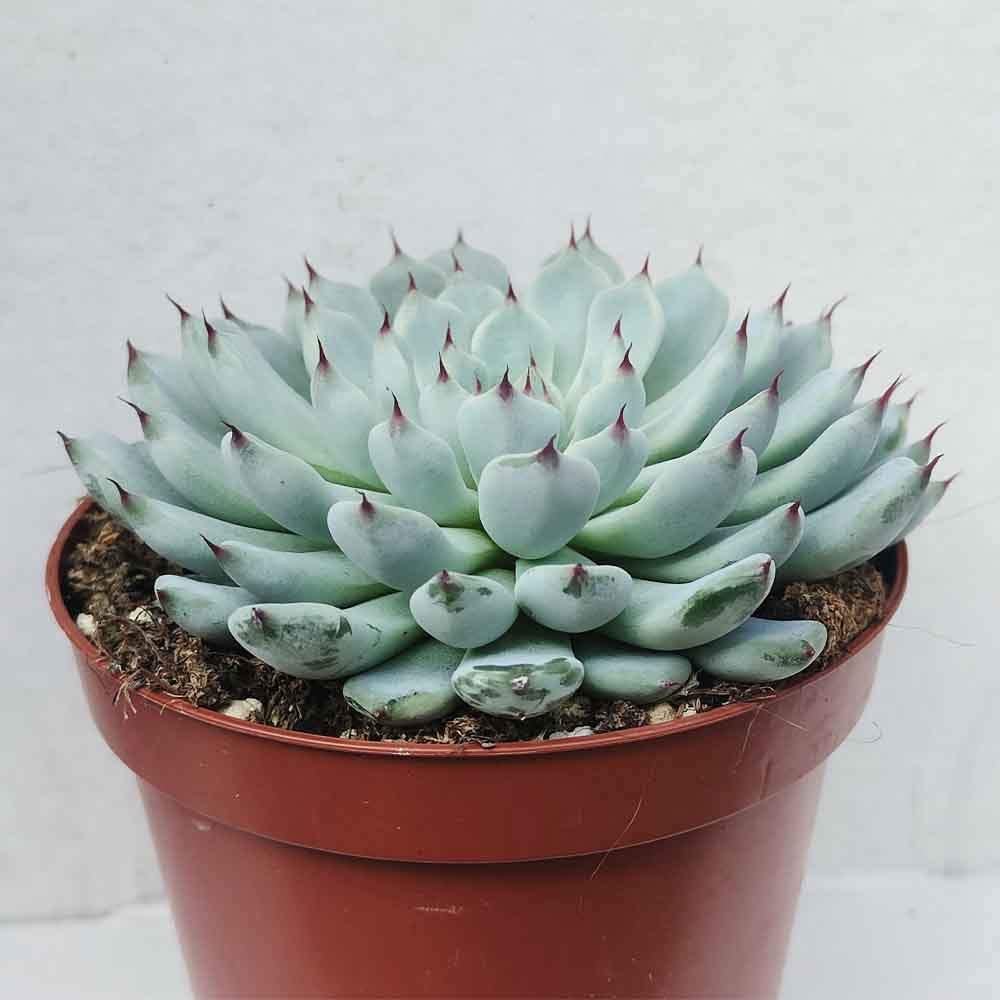 echeveria cuspidata gemmula pianta
