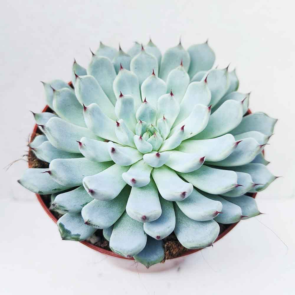 echeveria cuspidata gemmula