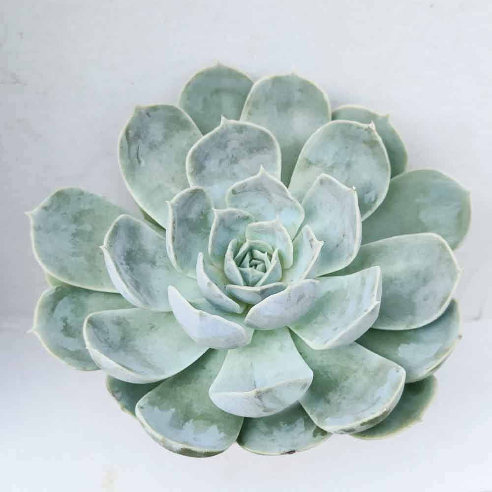echeveria domingo