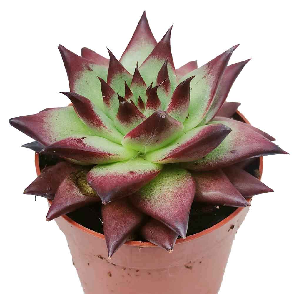 echeveria ebony pianta