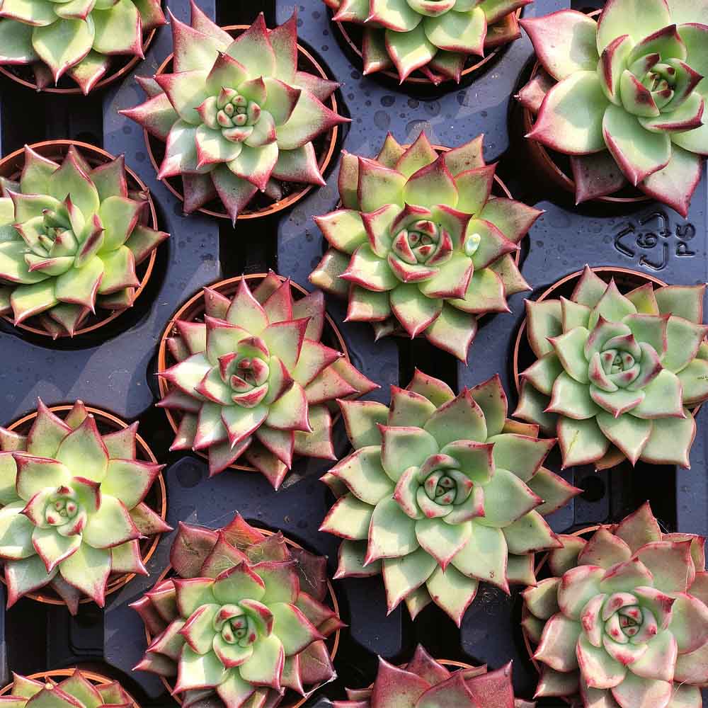 echeveria ebony succulente