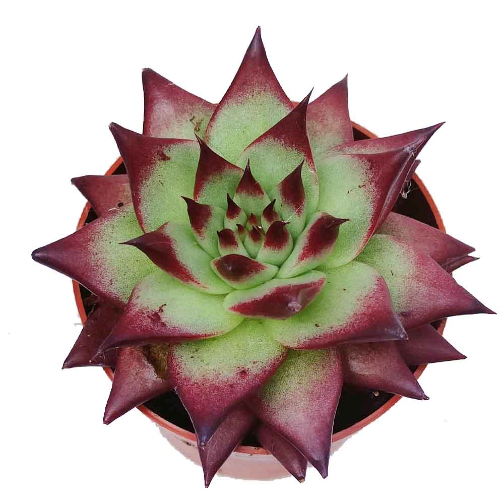 echeveria ebony