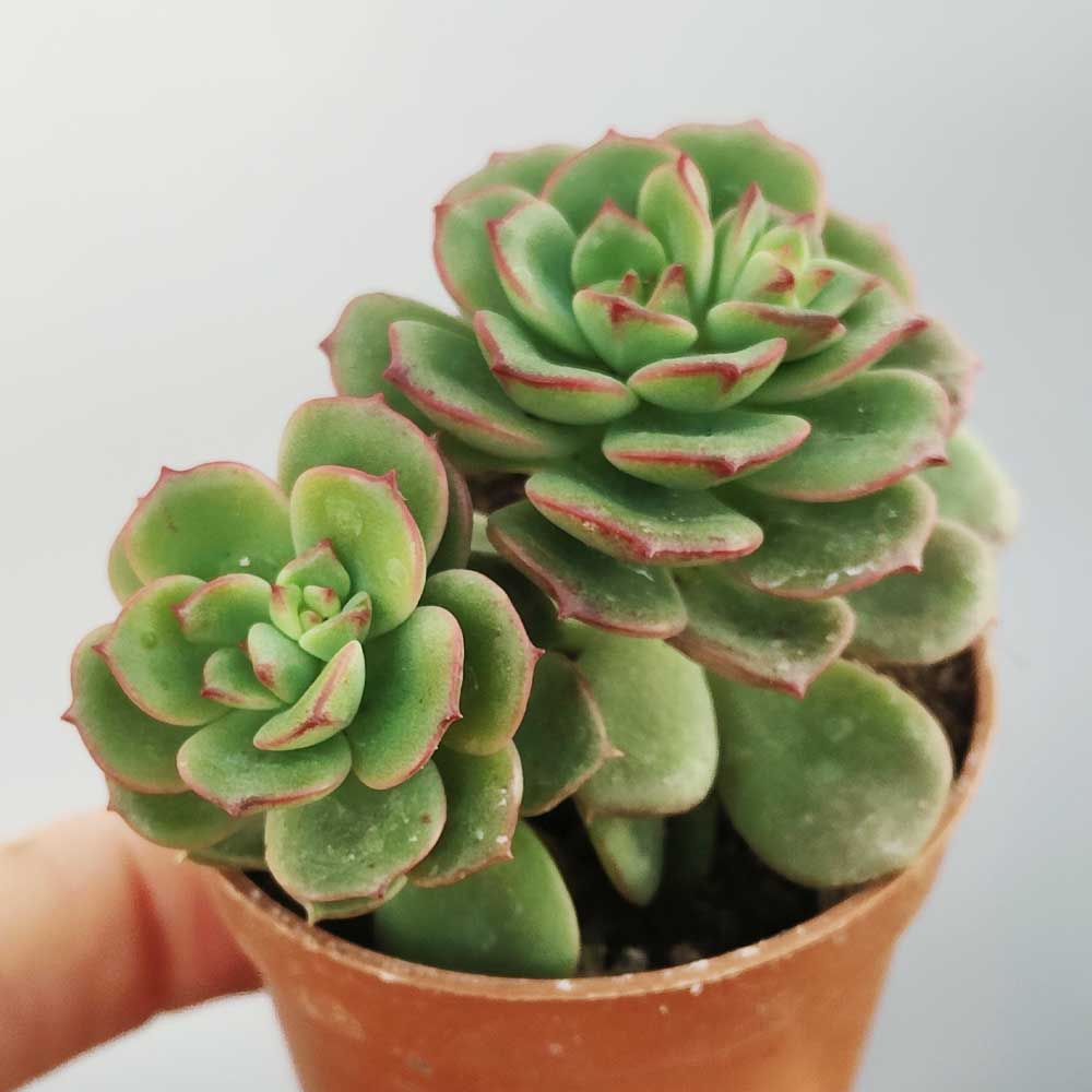echeveria multicaulis