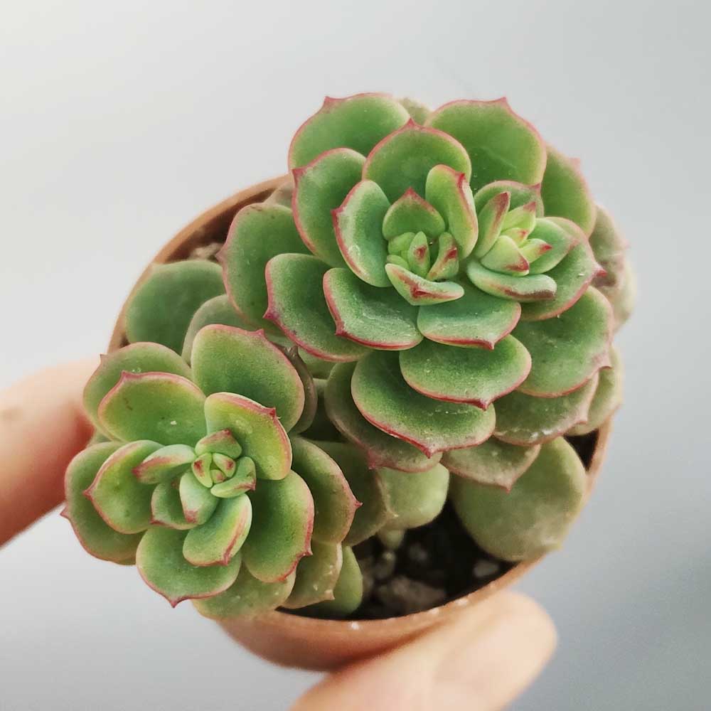 echeveria multicaulis pianta