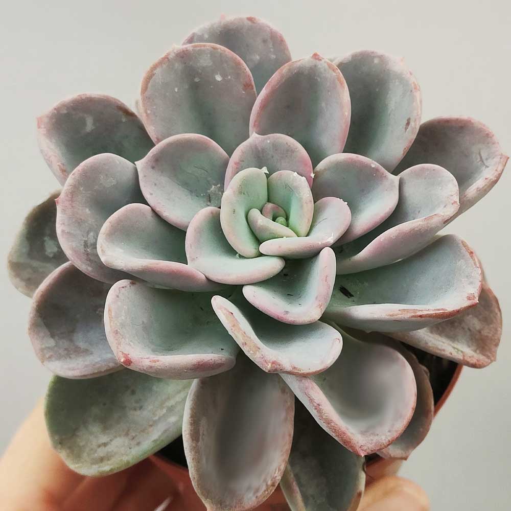echeveria orpet pianta grassa