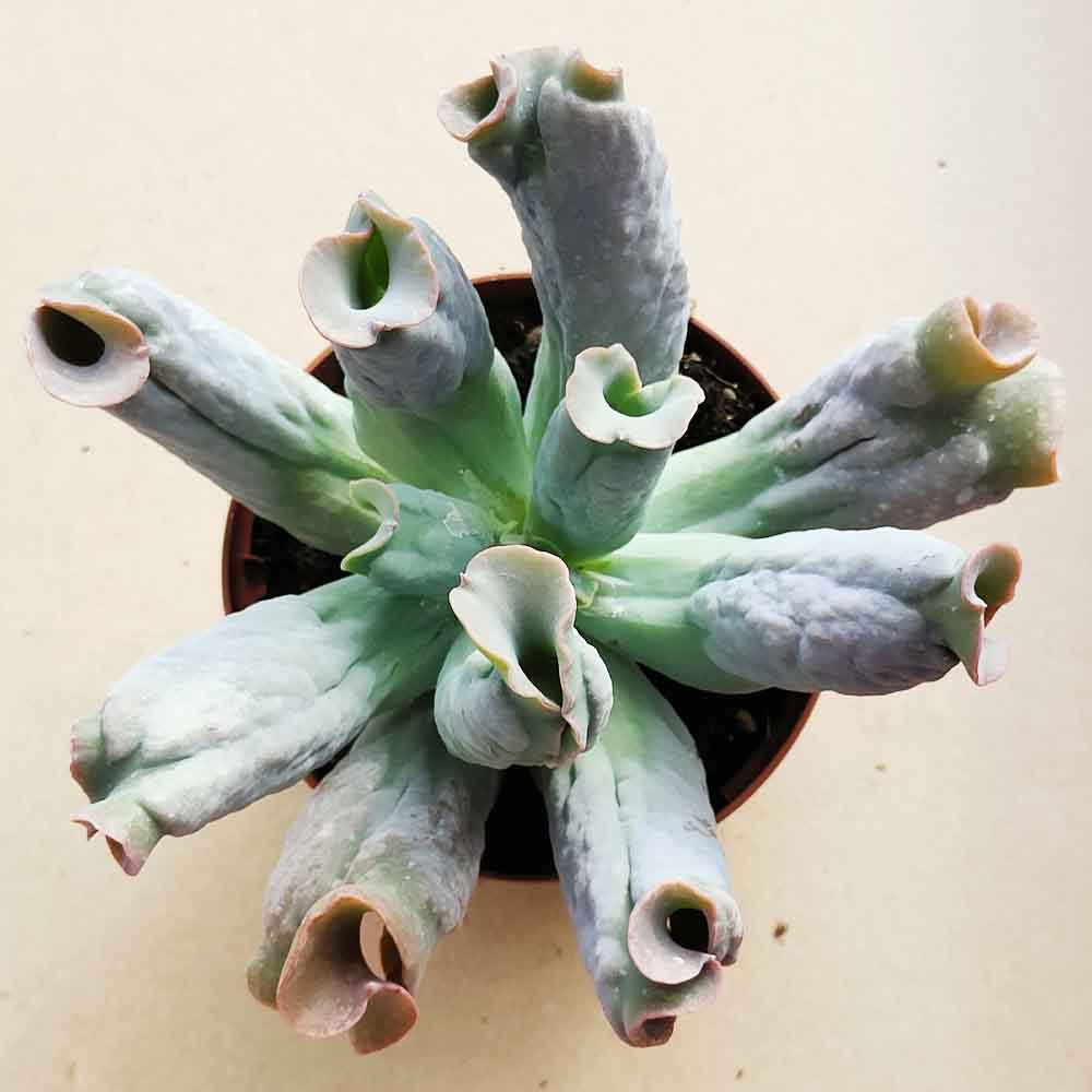 echeveria pianta