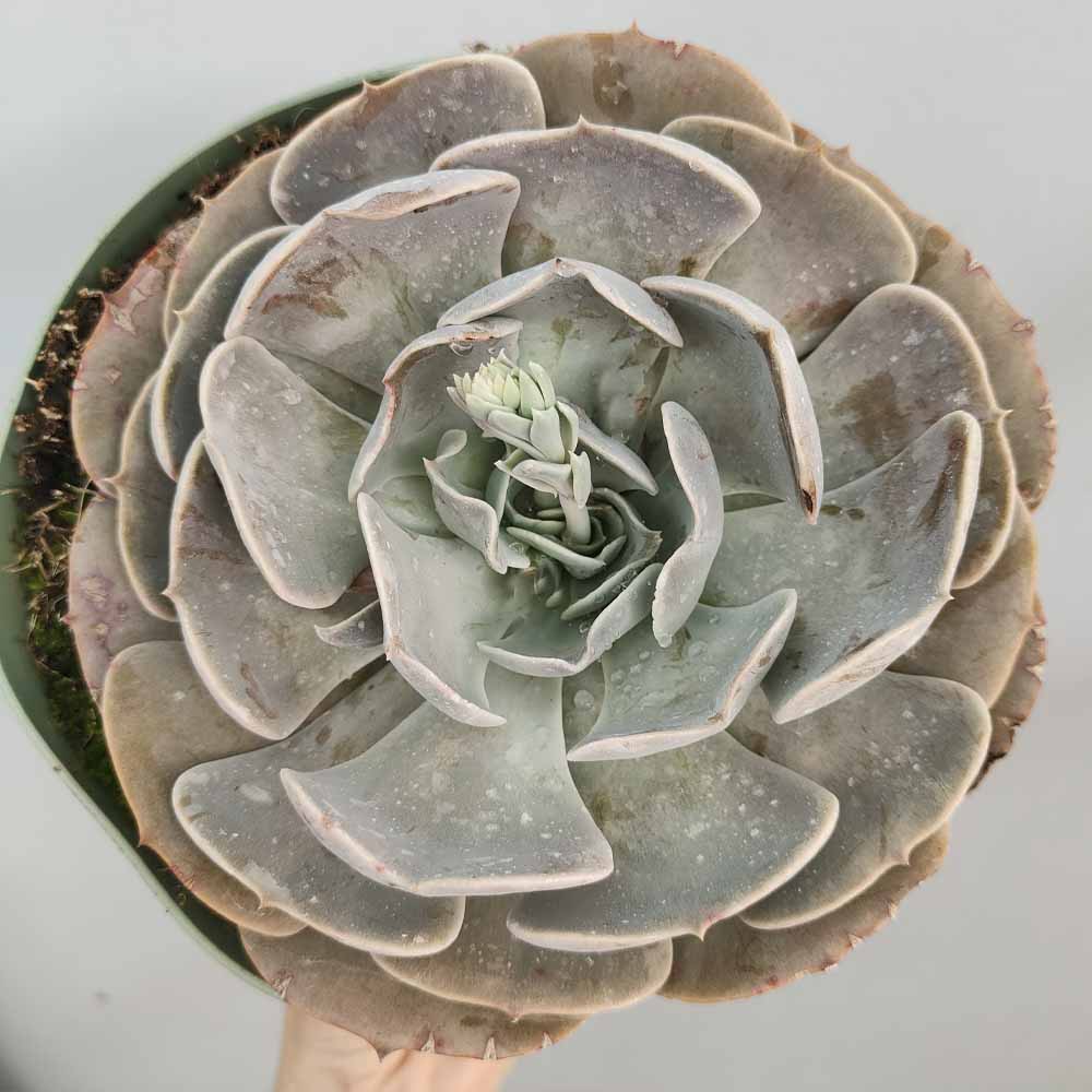 echeveria pollux
