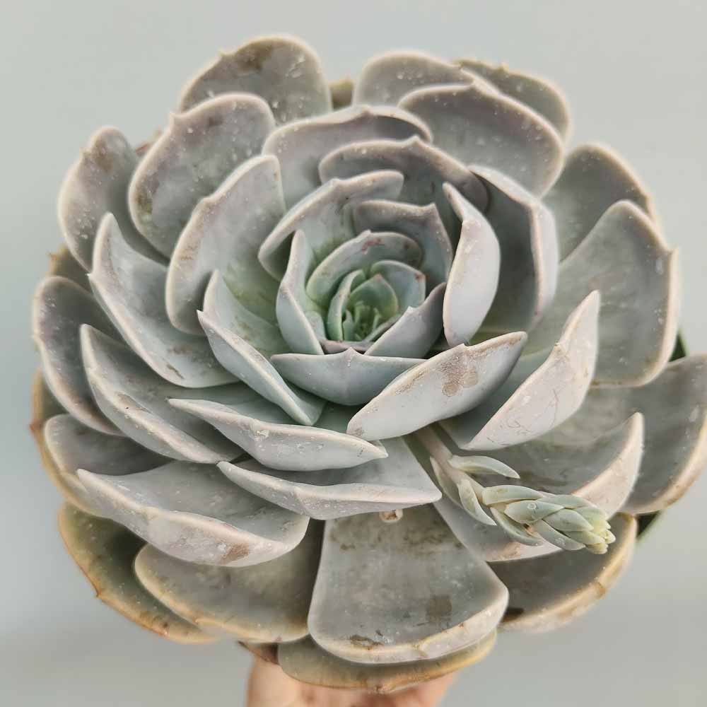 echeveria pollux pianta
