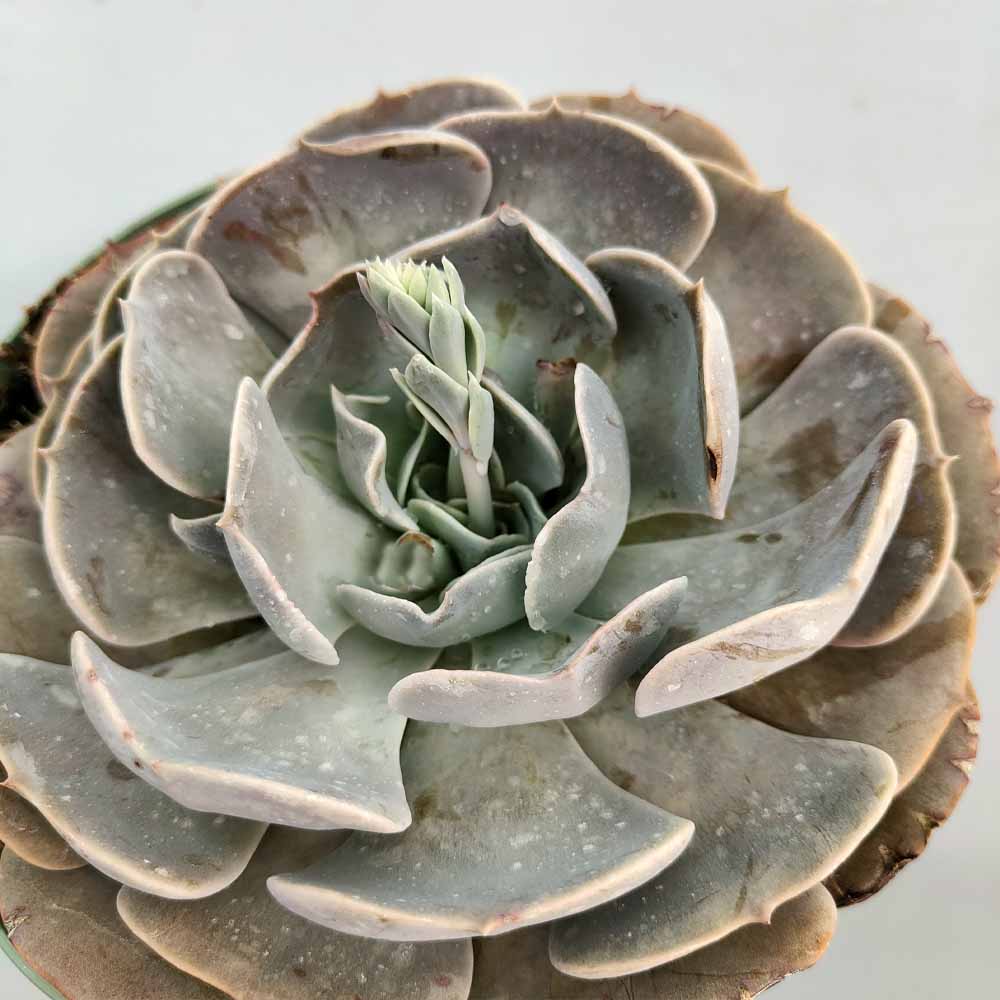 echeveria pollux pianta grassa