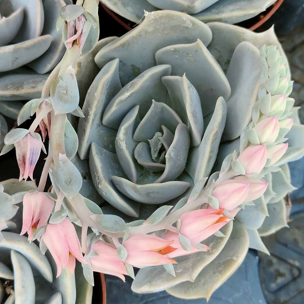echeveria pollux succulente