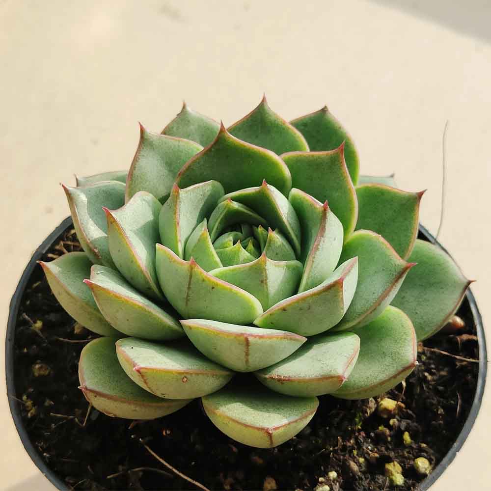 echeveria purpusorum green pianta